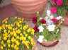 flowers18