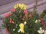 flowers19