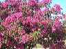 flowers20
