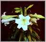 flowers22