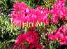 flowers23