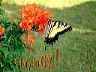 flowers25