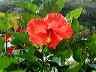 flowers26