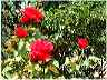 flowers28