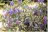 flowers31