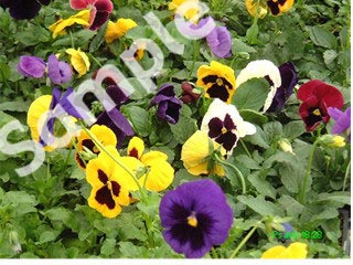 flowers04.jpg