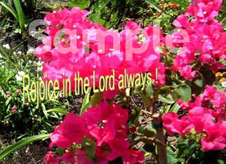 flowers23.jpg