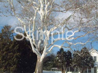 trees02.jpg
