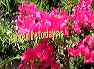 flowers23