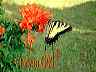 flowers25