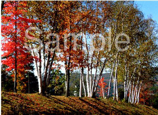 trees01.jpg