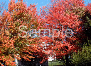 trees04.jpg