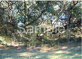 trees05.jpg