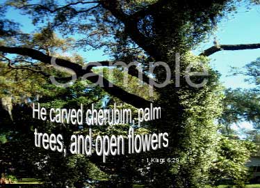 trees07.jpg