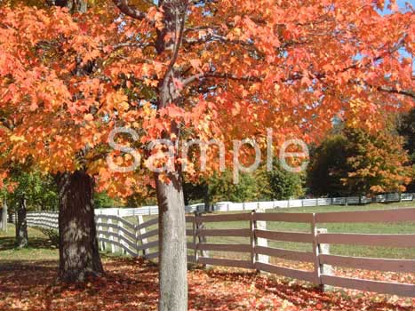 trees09.jpg