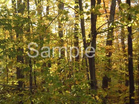 trees10.jpg