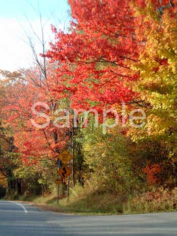 trees11.jpg