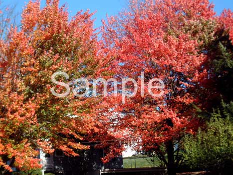 trees12.jpg