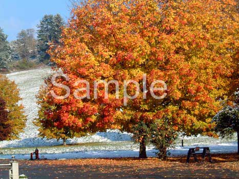 trees13.jpg