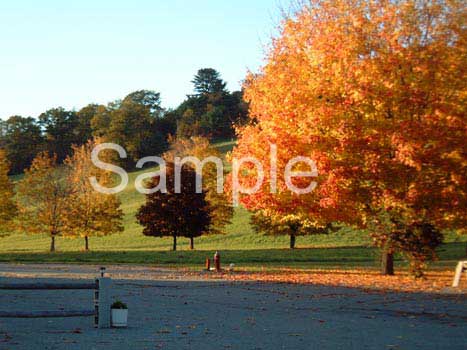 trees14.jpg