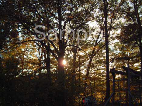 trees15.jpg