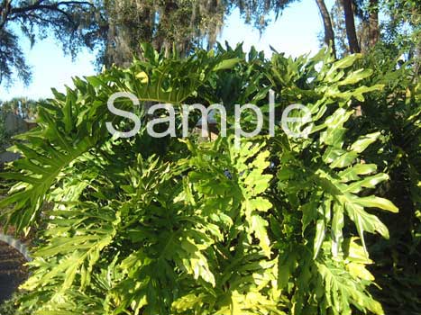 trees17.jpg