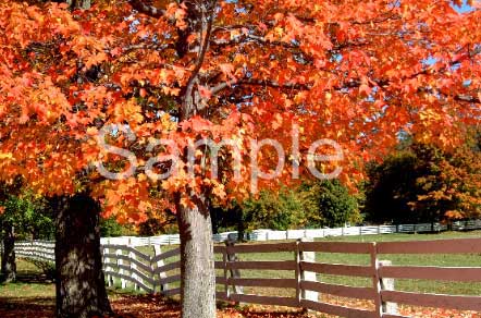 trees18.jpg