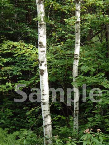 trees22.jpg