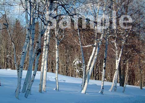 trees24.jpg