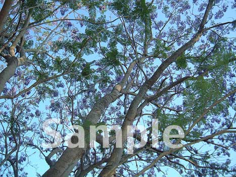 trees25.jpg