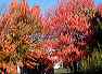 trees04