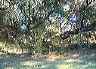 trees05