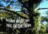 trees07