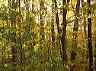 trees10