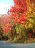 trees11