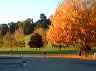 trees14