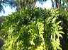 trees17