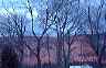 trees19