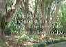 trees20