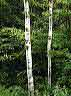 trees22