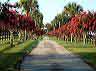 trees23