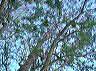 trees25