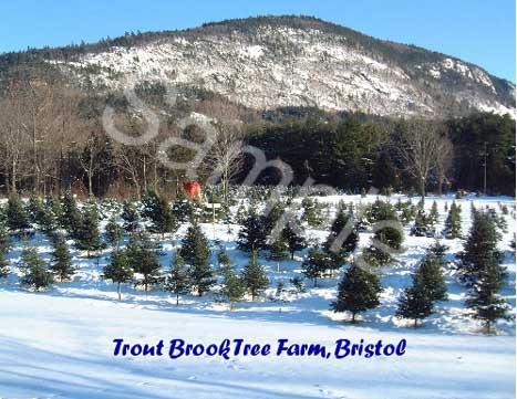 winter10.jpg