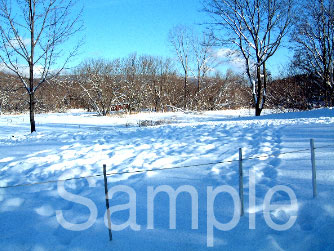 winter11.jpg
