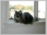 Cats-Casey.jpg 34Kb