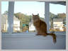 Cats-Joey.jpg 44Kb