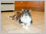 Cats-Smokey.jpg 41Kb