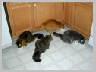 Cats-all.jpg 44Kb