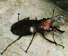 beetle.jpg (17850 bytes)