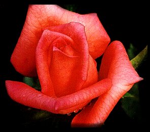 ....even the most beautiful of roses has thorns